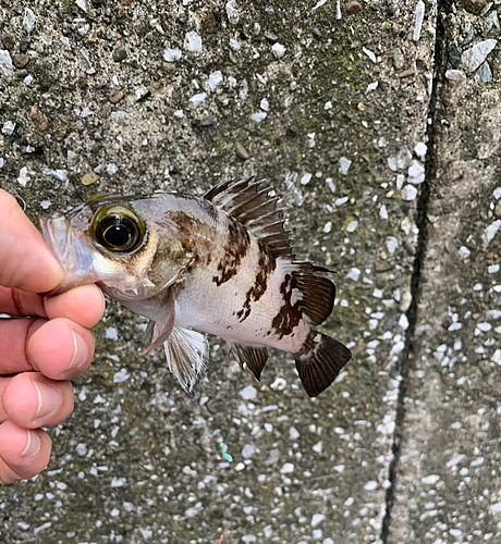 メバルの釣果