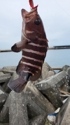 マハタの釣果