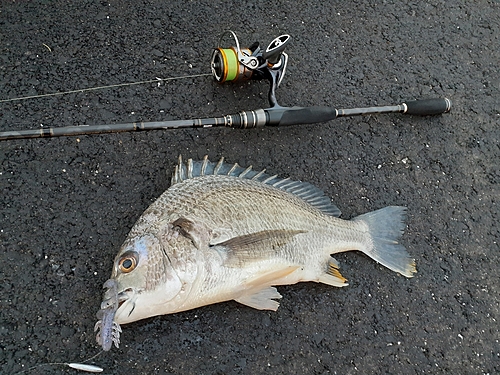 キビレの釣果