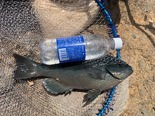 クチブトグレの釣果