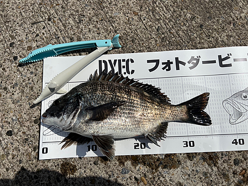 チヌの釣果