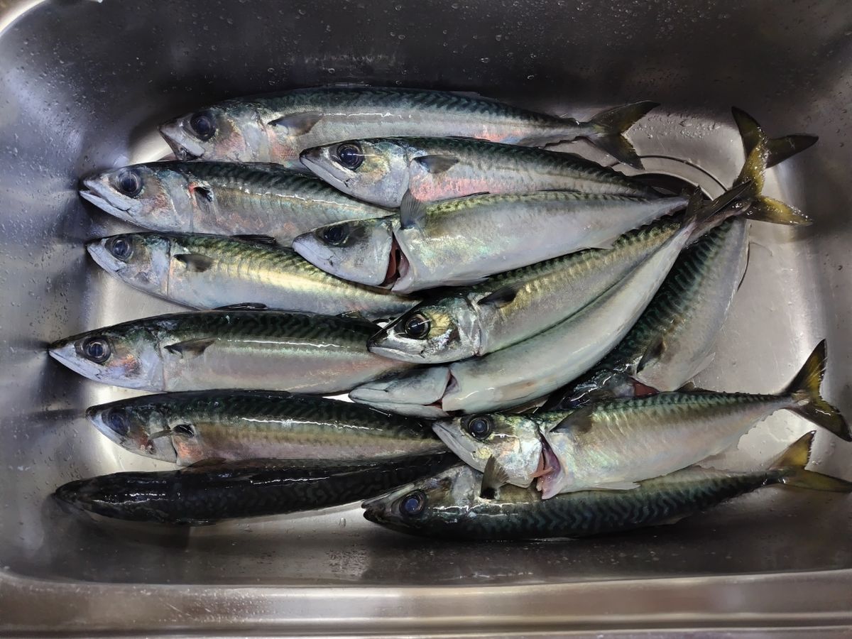 夢は船長さんの釣果 2枚目の画像