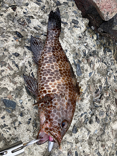 オオモンハタの釣果