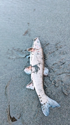 ウグイの釣果