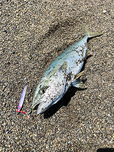 イナダの釣果