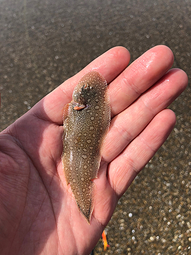 シタビラメの釣果