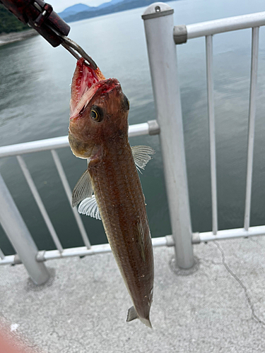 エソの釣果