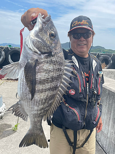 チヌの釣果