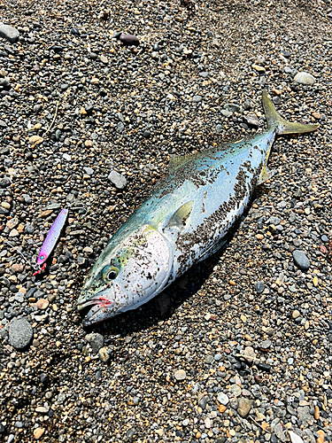 イナダの釣果