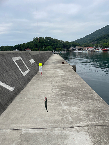 サバの釣果