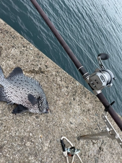 イシガキダイの釣果