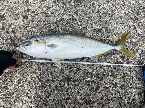 ハマチの釣果