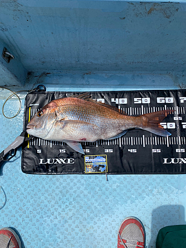 マダイの釣果