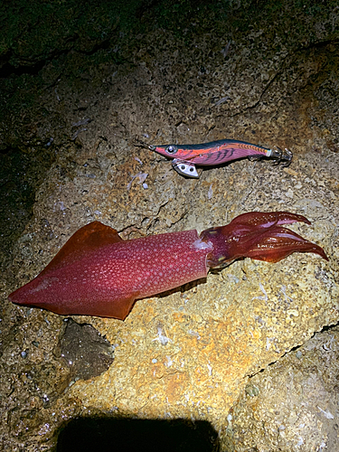 ケンサキイカの釣果