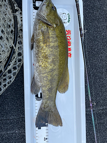 スモールマウスバスの釣果