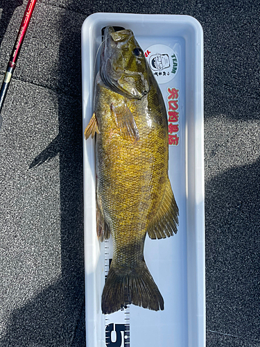 スモールマウスバスの釣果