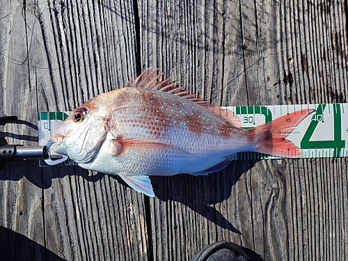 マダイの釣果