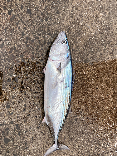 ハガツオの釣果