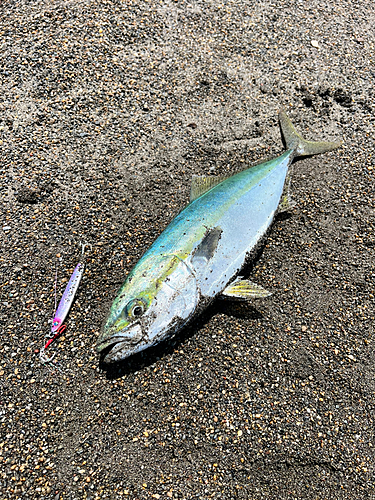 イナダの釣果