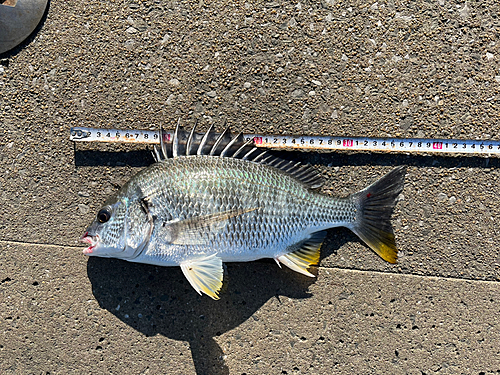 キビレの釣果