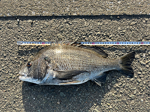 チヌの釣果