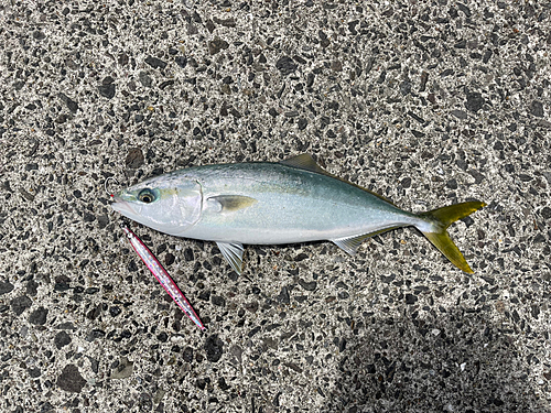 ハマチの釣果