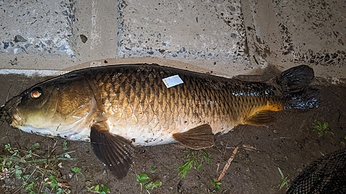 コイの釣果