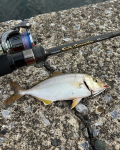 ショゴの釣果