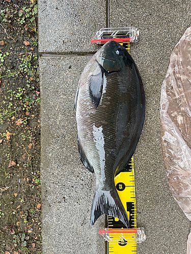 グレの釣果