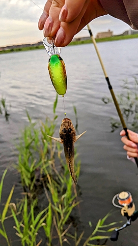 マハゼの釣果