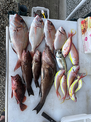 マダイの釣果