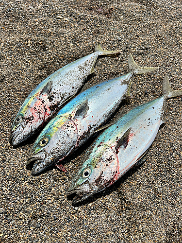 イナダの釣果