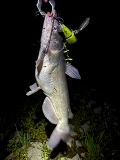 アメリカナマズの釣果