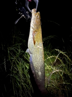 ニホンナマズの釣果