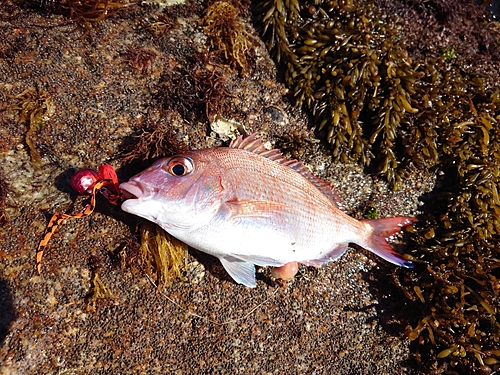 タイの釣果