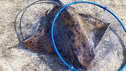 ナルトビエイの釣果