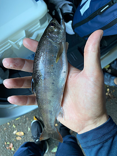 アマゴの釣果