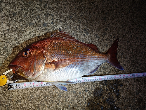 マダイの釣果