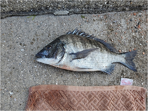 チヌの釣果