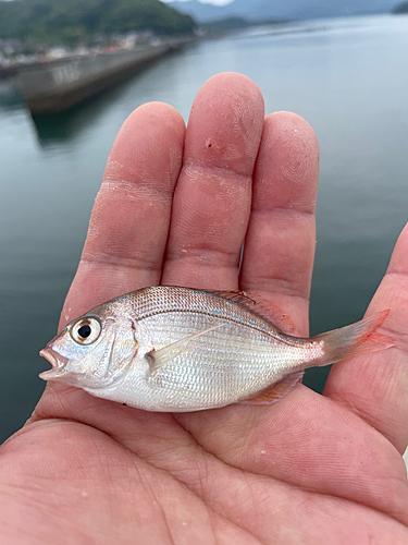 タイの釣果