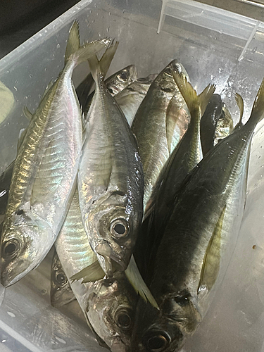 マアジの釣果