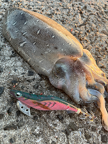 コウイカの釣果