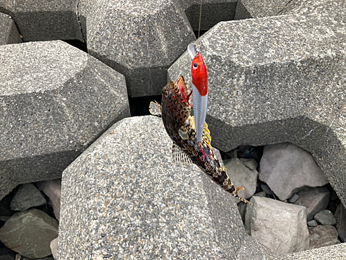 マダラエソの釣果