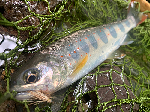 アマゴの釣果