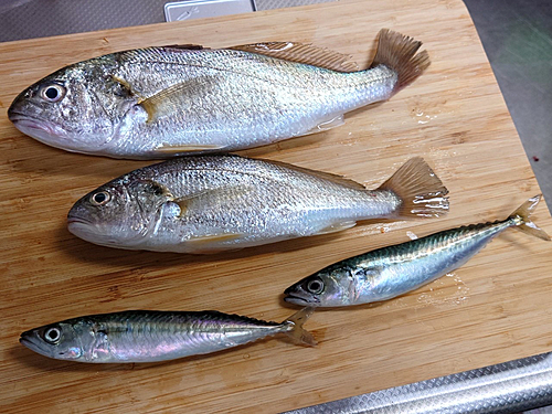 イシモチの釣果