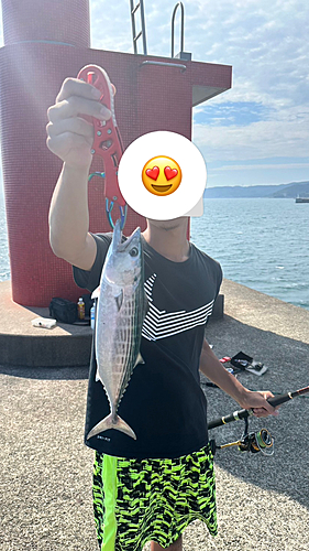 ハガツオの釣果