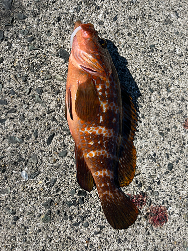 アコウの釣果