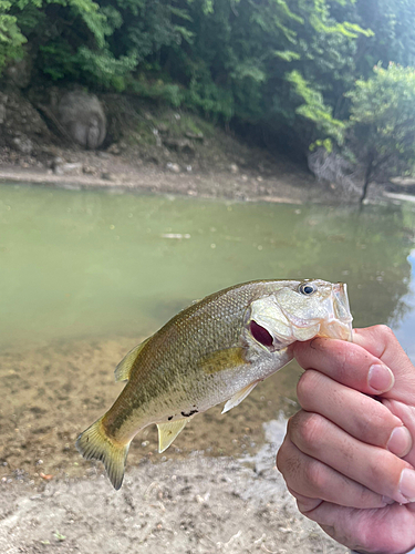 ブラックバスの釣果