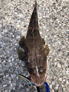 ワニゴチの釣果