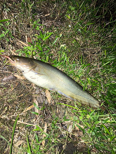 ナマズの釣果